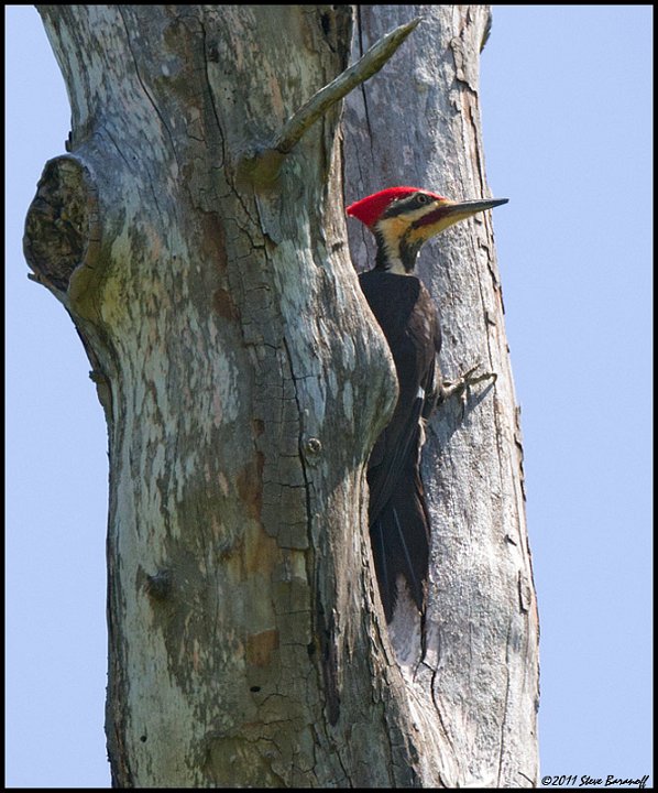 _1SB8635 pileated woodpecker.jpg